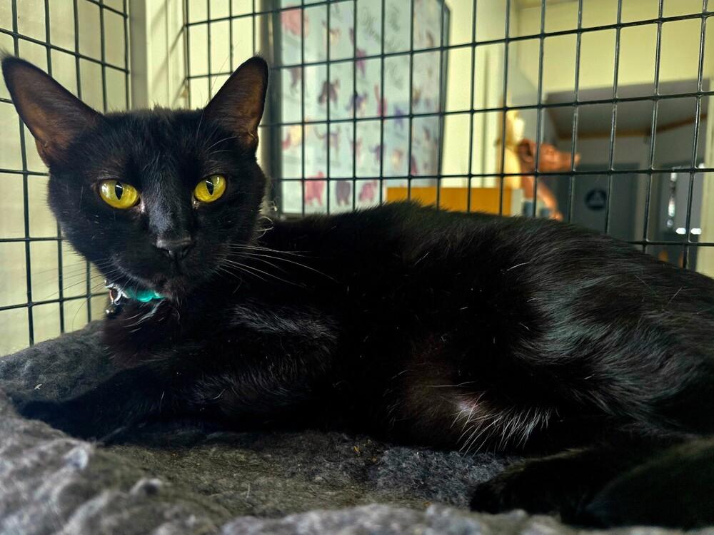 Enlarge Rekha, a Adoptable Domestic Short Hair in Stockton, CA image 1/1