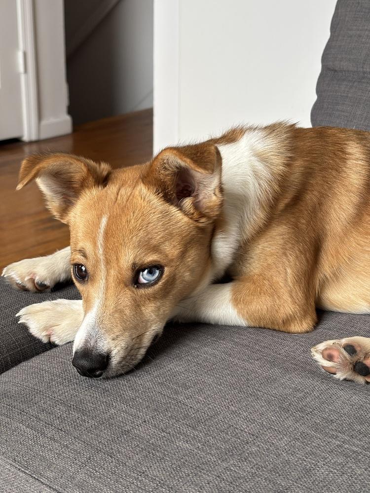 Lumina, a Adoptable mixed breed in Manhattan, NY image 1/6