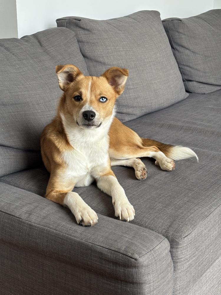 Lumina, a Adoptable mixed breed in Manhattan, NY image 2/6