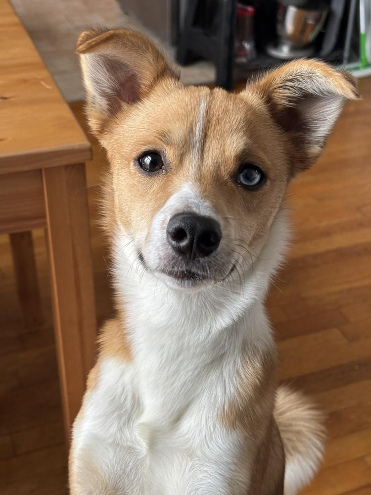 Lumina, a Adoptable mixed breed in Manhattan, NY image 5/6