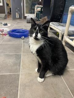 Fir, an adoptable Domestic Short Hair in Winthrop, ME, 04364 | Photo Image 1