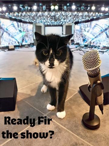 Fir, an adoptable Domestic Short Hair in Winthrop, ME, 04364 | Photo Image 2