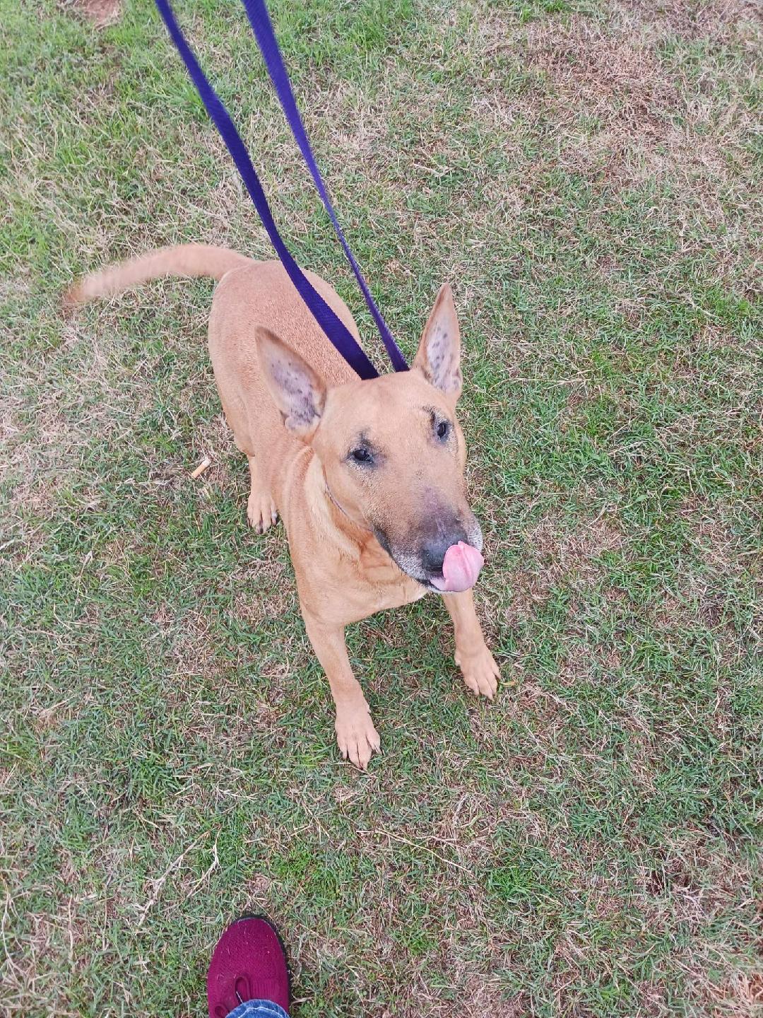 Bella, Adoptable, Senior Female Bull Terrier.