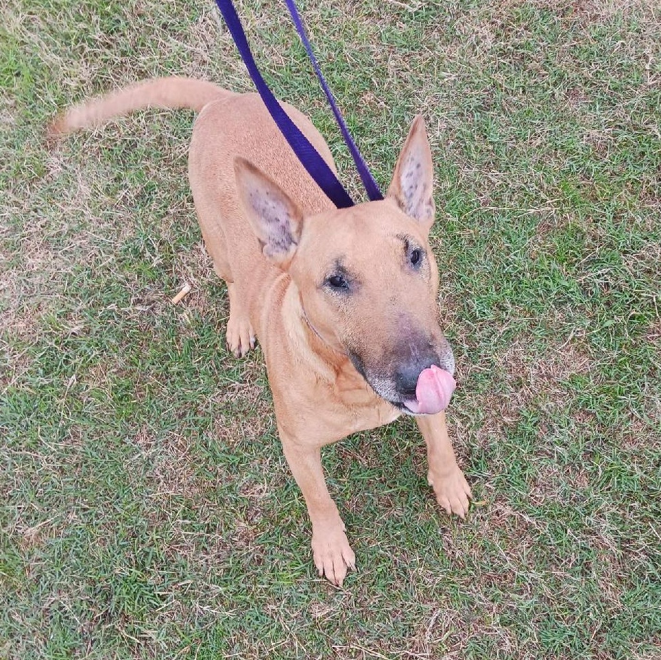 Enlarge Bella, a Adoptable Bull Terrier in Glenwood, AR image 1/1