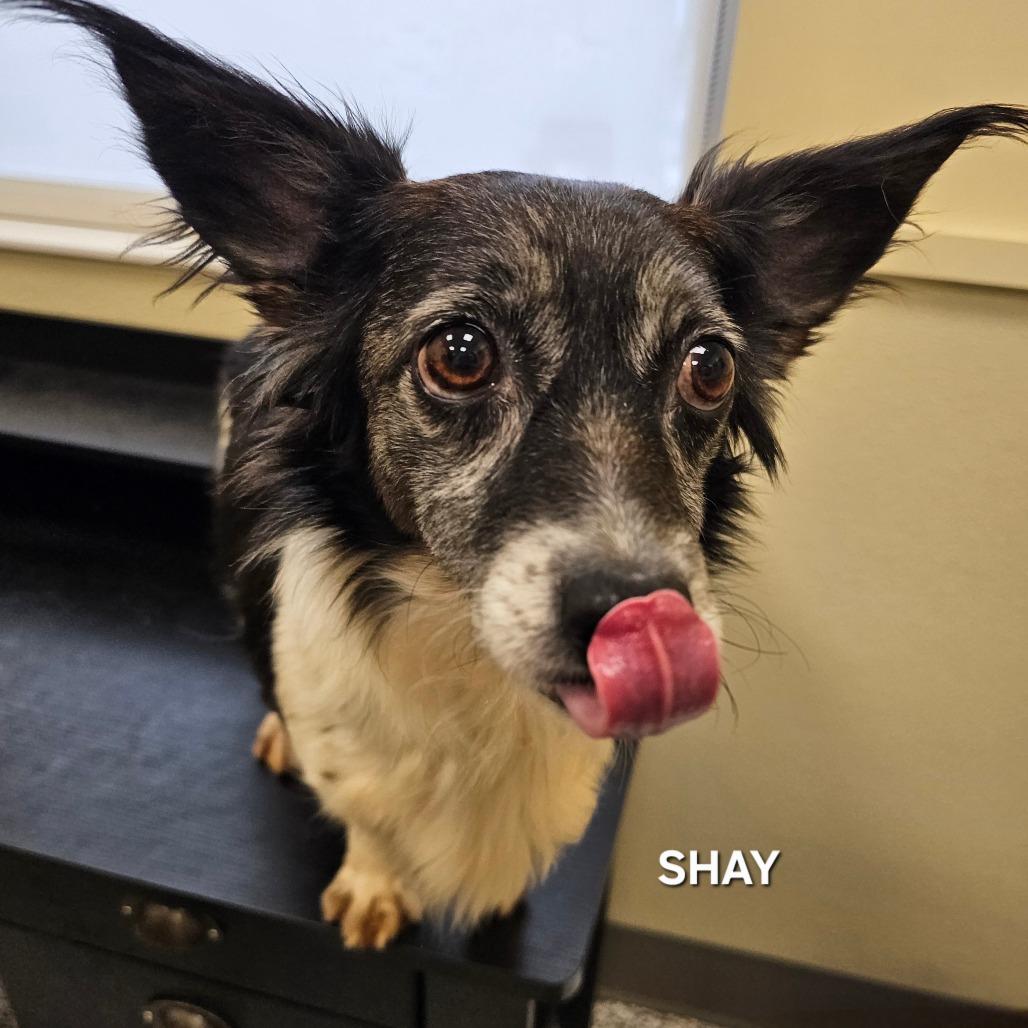 Shay, Adoptable, Adult Female Chihuahua & Corgi.