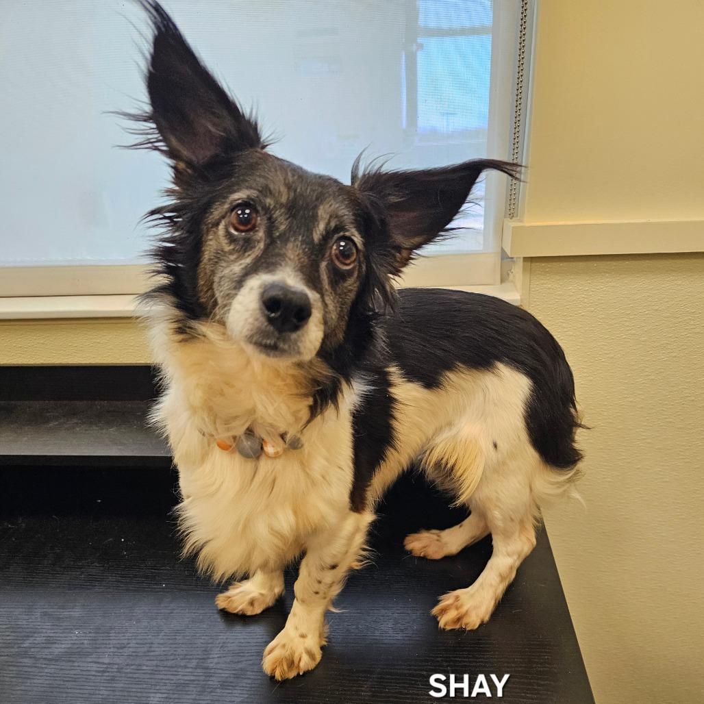 Enlarge Shay, a Adoptable mixed breed in Madisonville, TN image 2/4