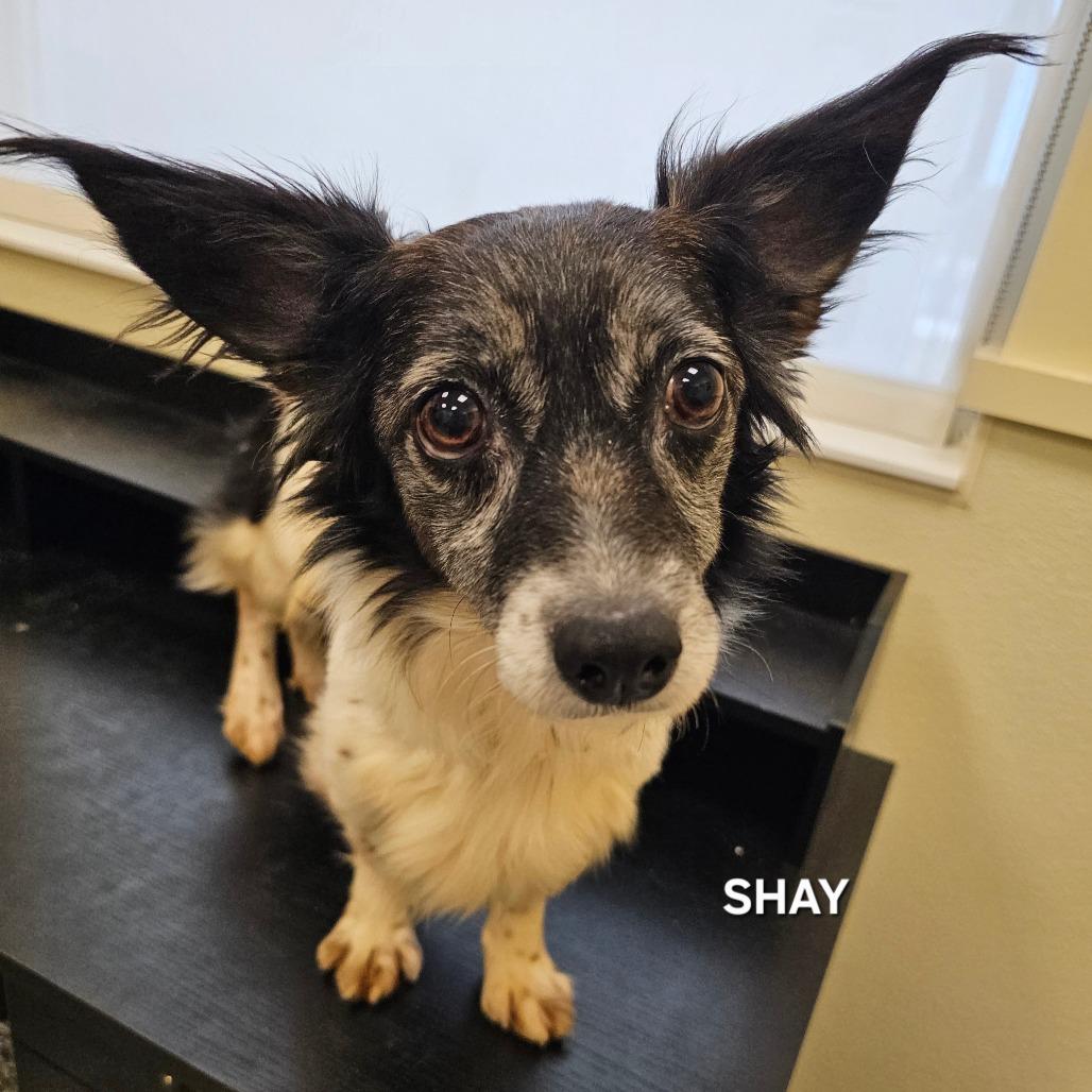 Enlarge Shay, a Adoptable mixed breed in Madisonville, TN image 3/4