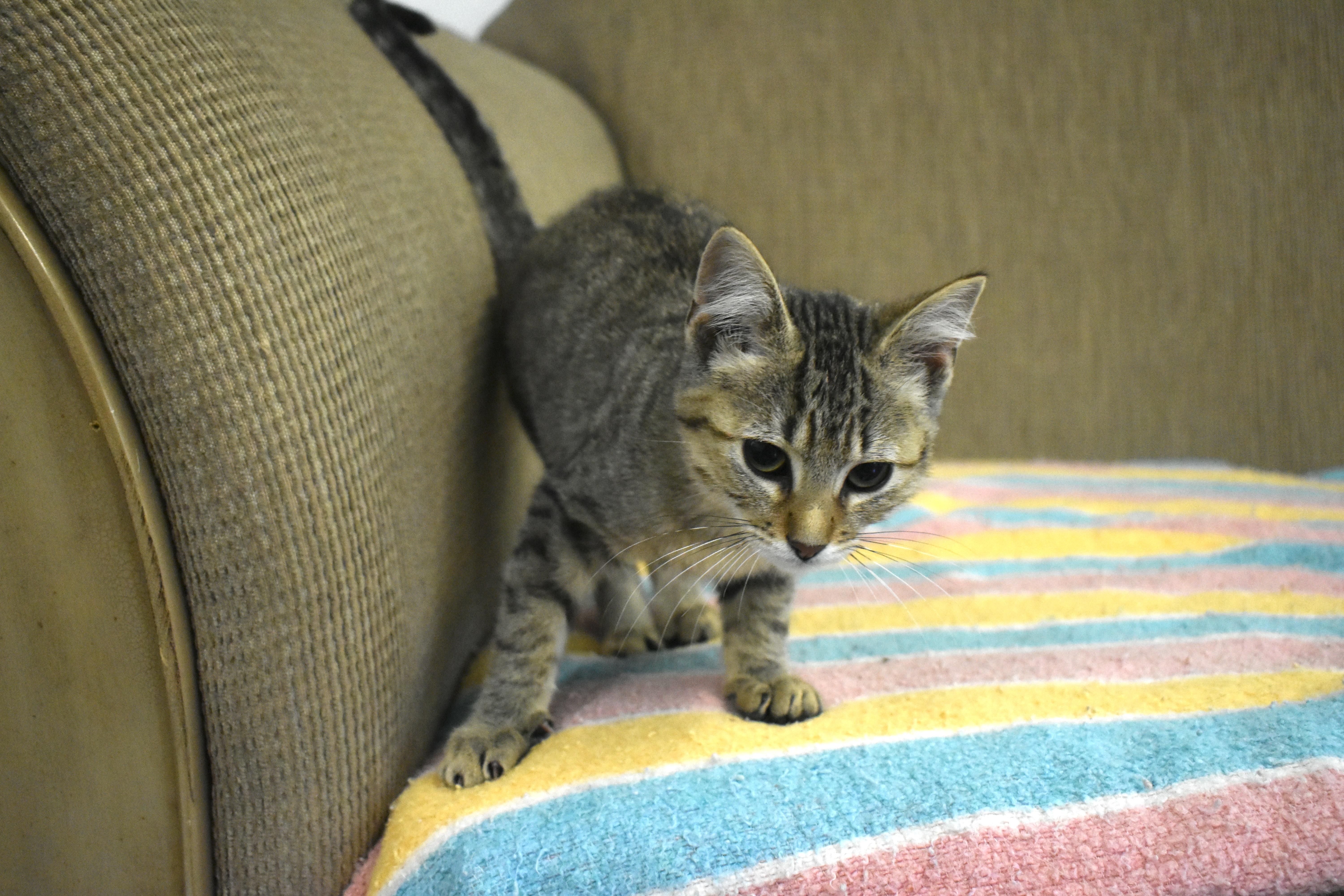 Enlarge Golfball, an adopted Domestic Short Hair in Auburn, NE image 2/5