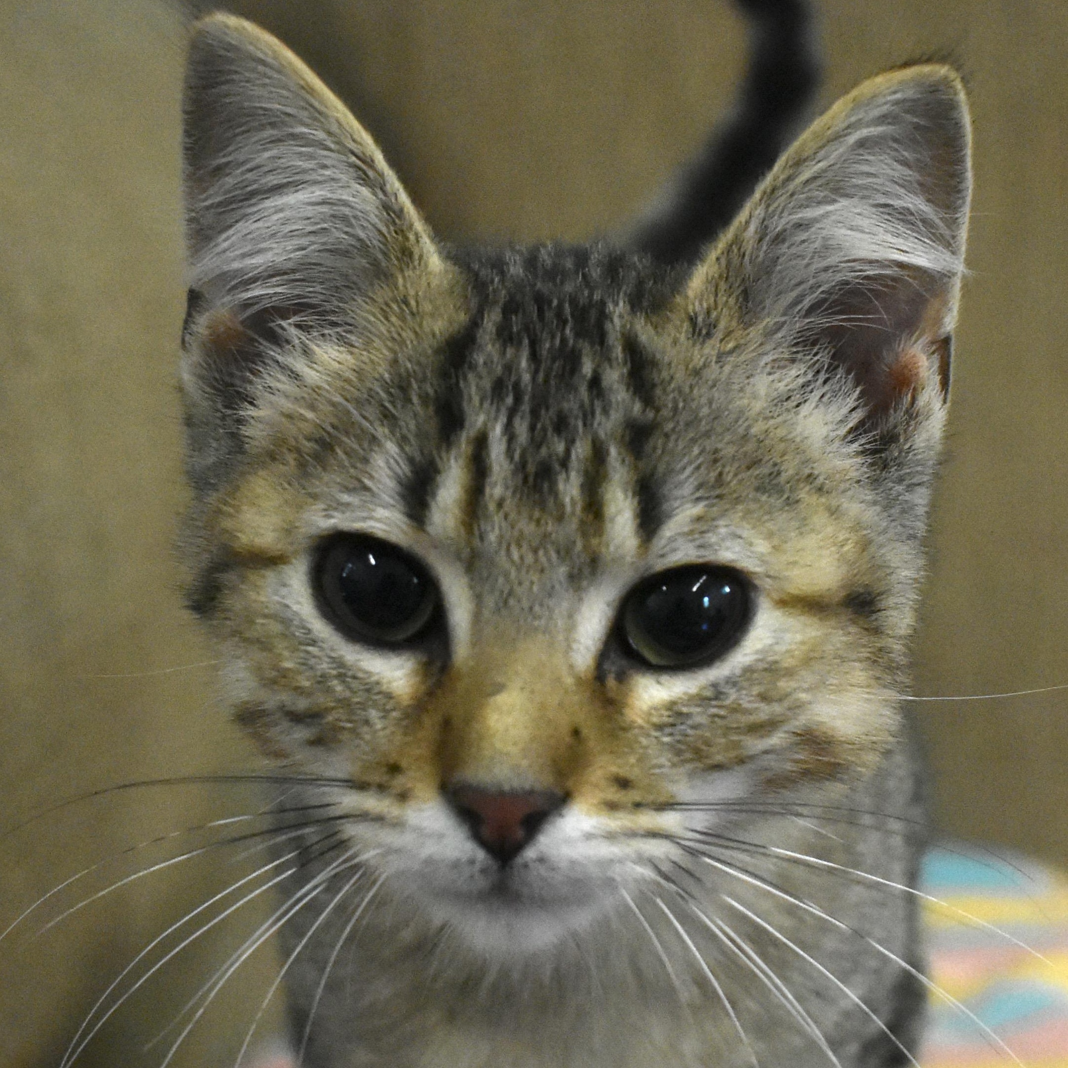 Enlarge Golfball, an adopted Domestic Short Hair in Auburn, NE image 1/5