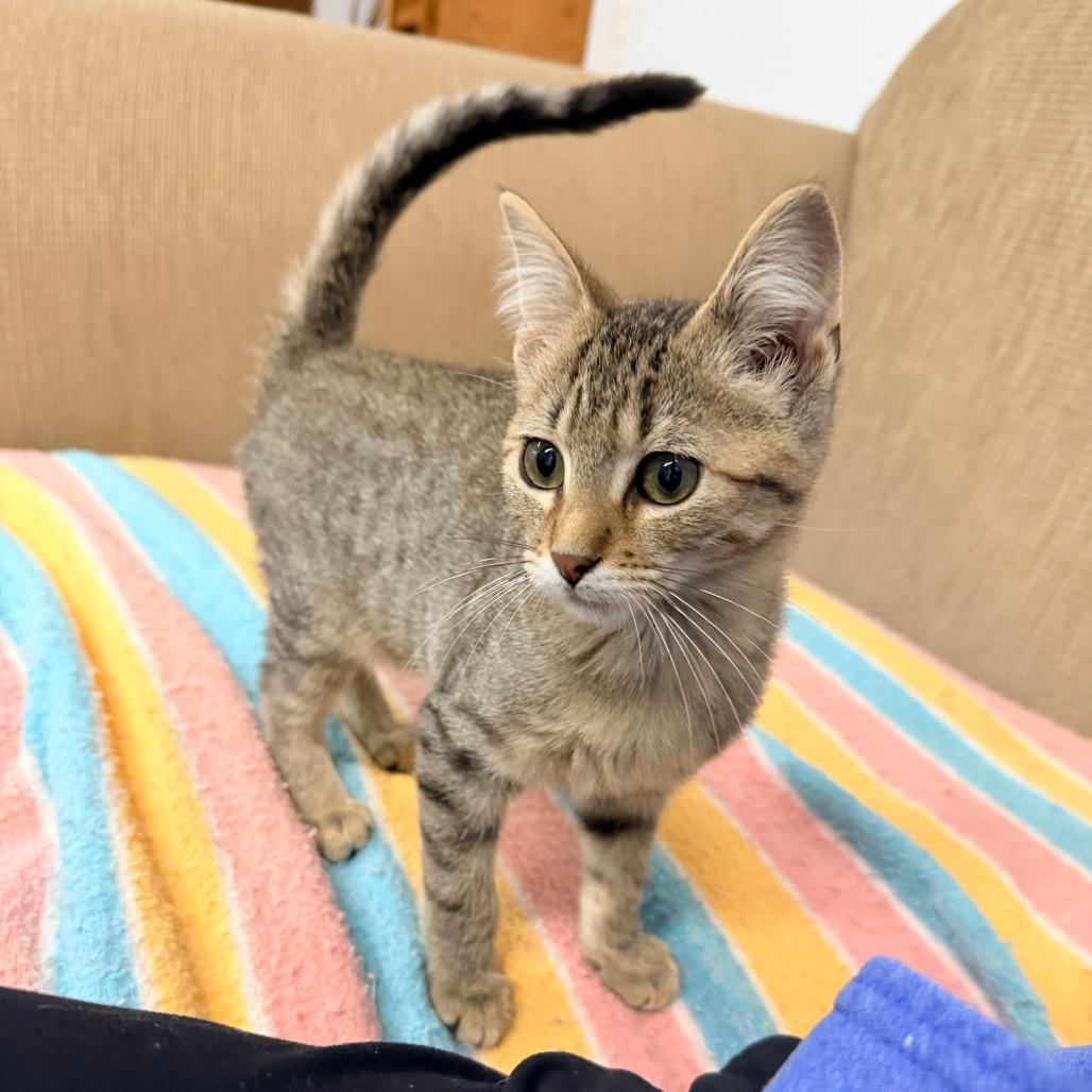 Enlarge Golfball, an adopted Domestic Short Hair in Auburn, NE image 4/5