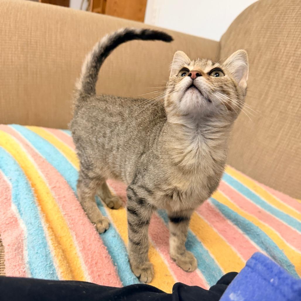 Enlarge Golfball, an adopted Domestic Short Hair in Auburn, NE image 5/5