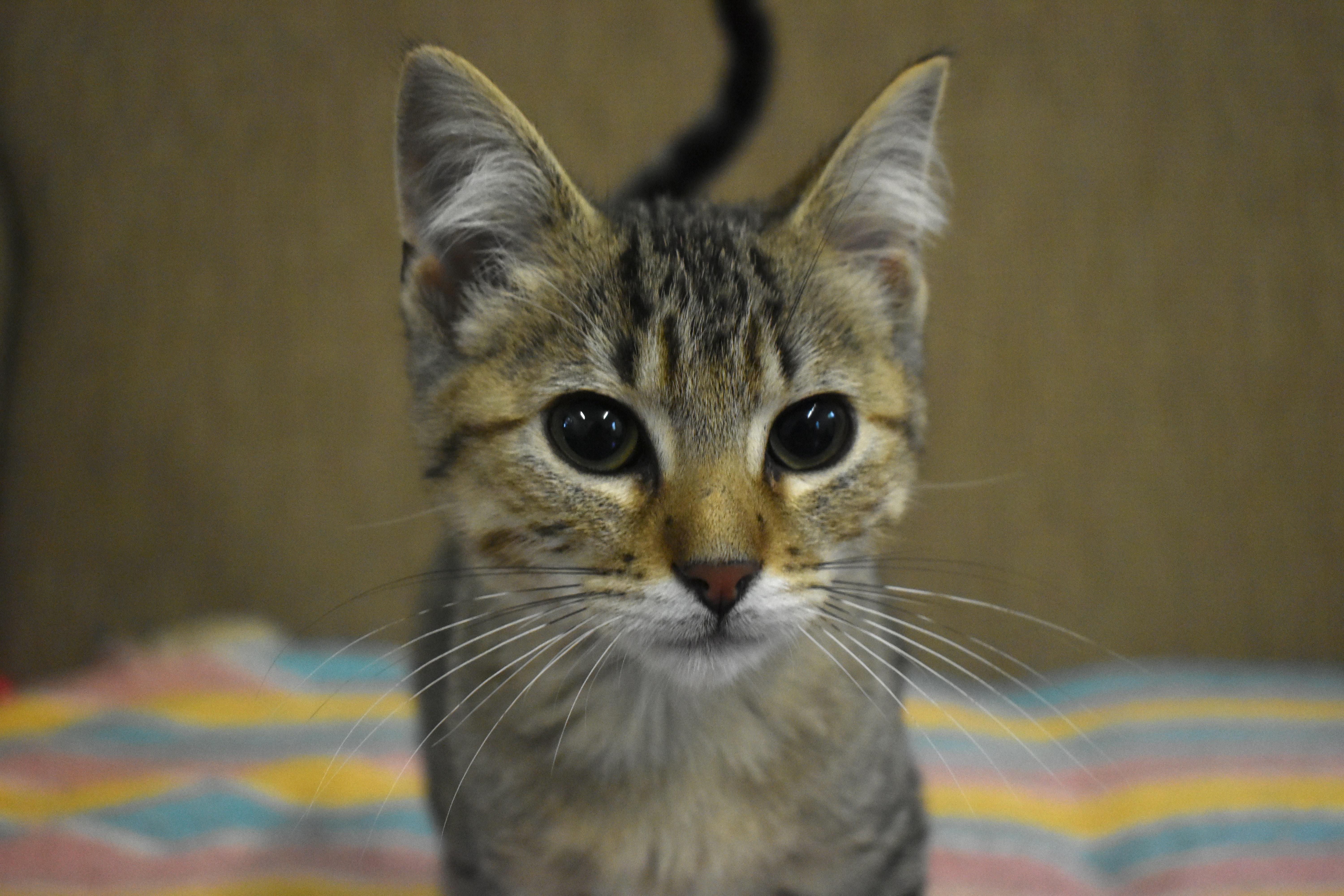 Enlarge Golfball, an adopted Domestic Short Hair in Auburn, NE image 3/5