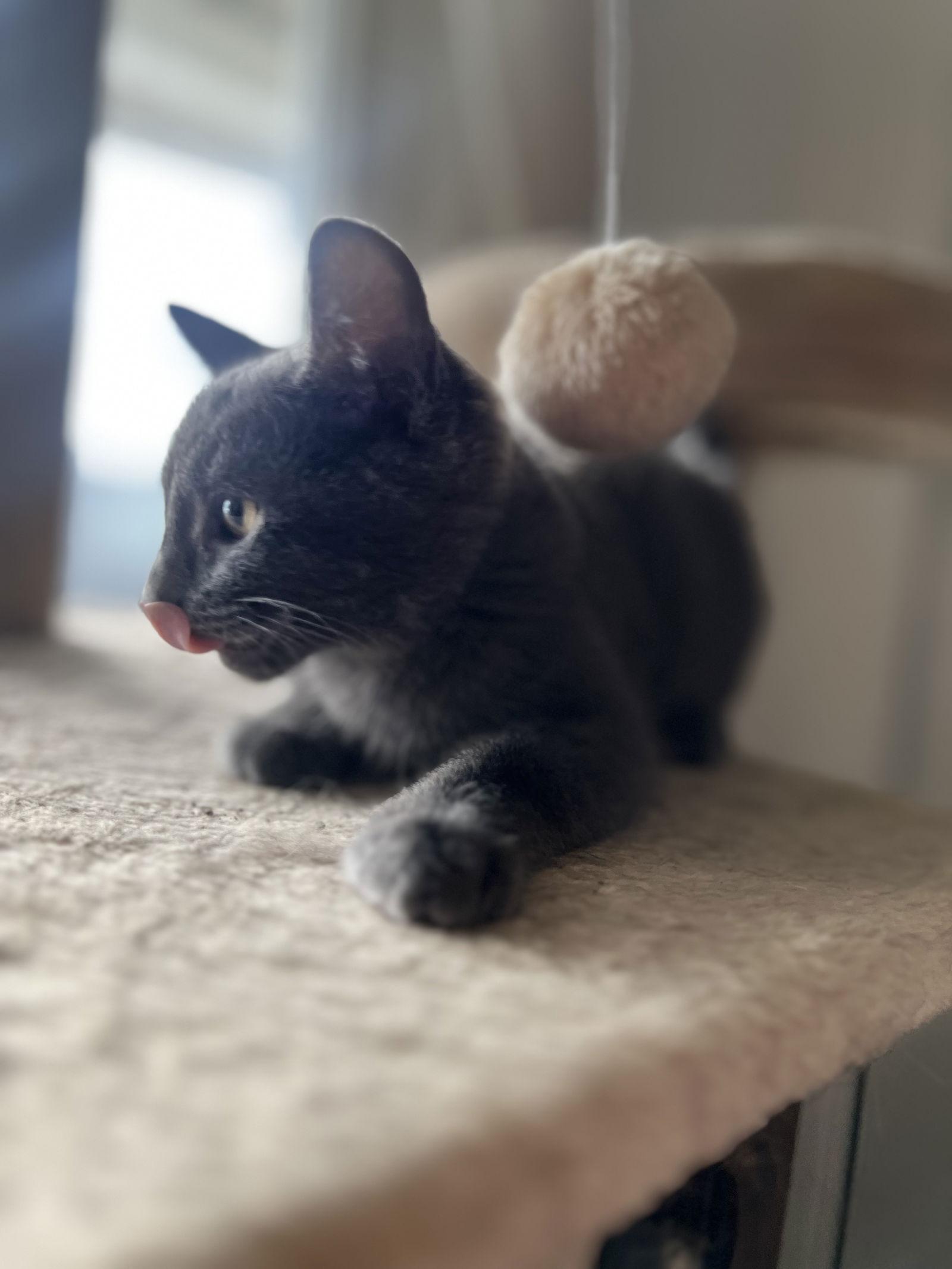 Enlarge Ares, a Adoptable Domestic Short Hair in Davis, CA image 1/3