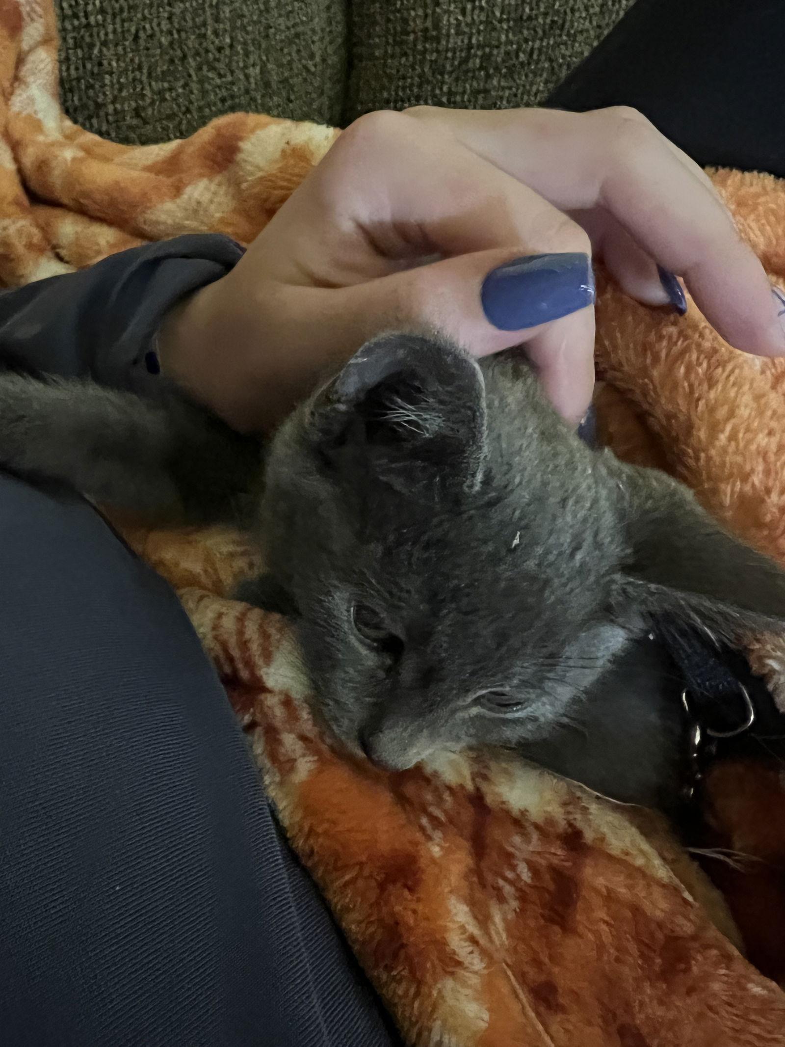 Enlarge Ares, a Adoptable Domestic Short Hair in Davis, CA image 2/3