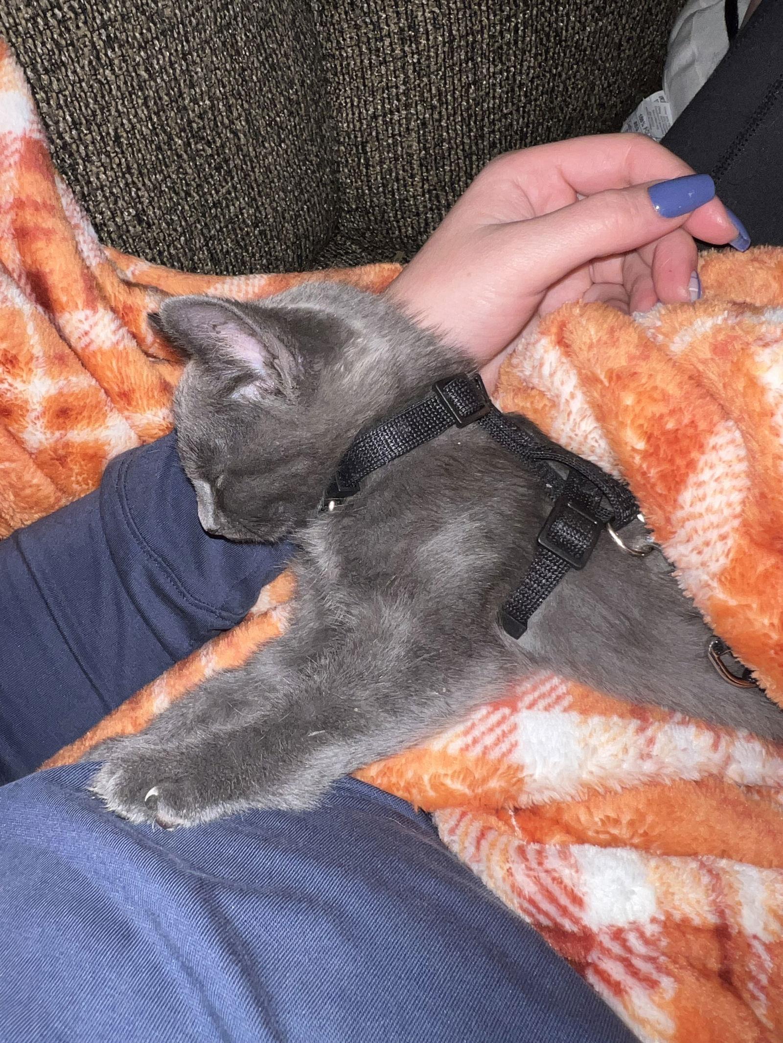 Enlarge Ares, a Adoptable Domestic Short Hair in Davis, CA image 3/3