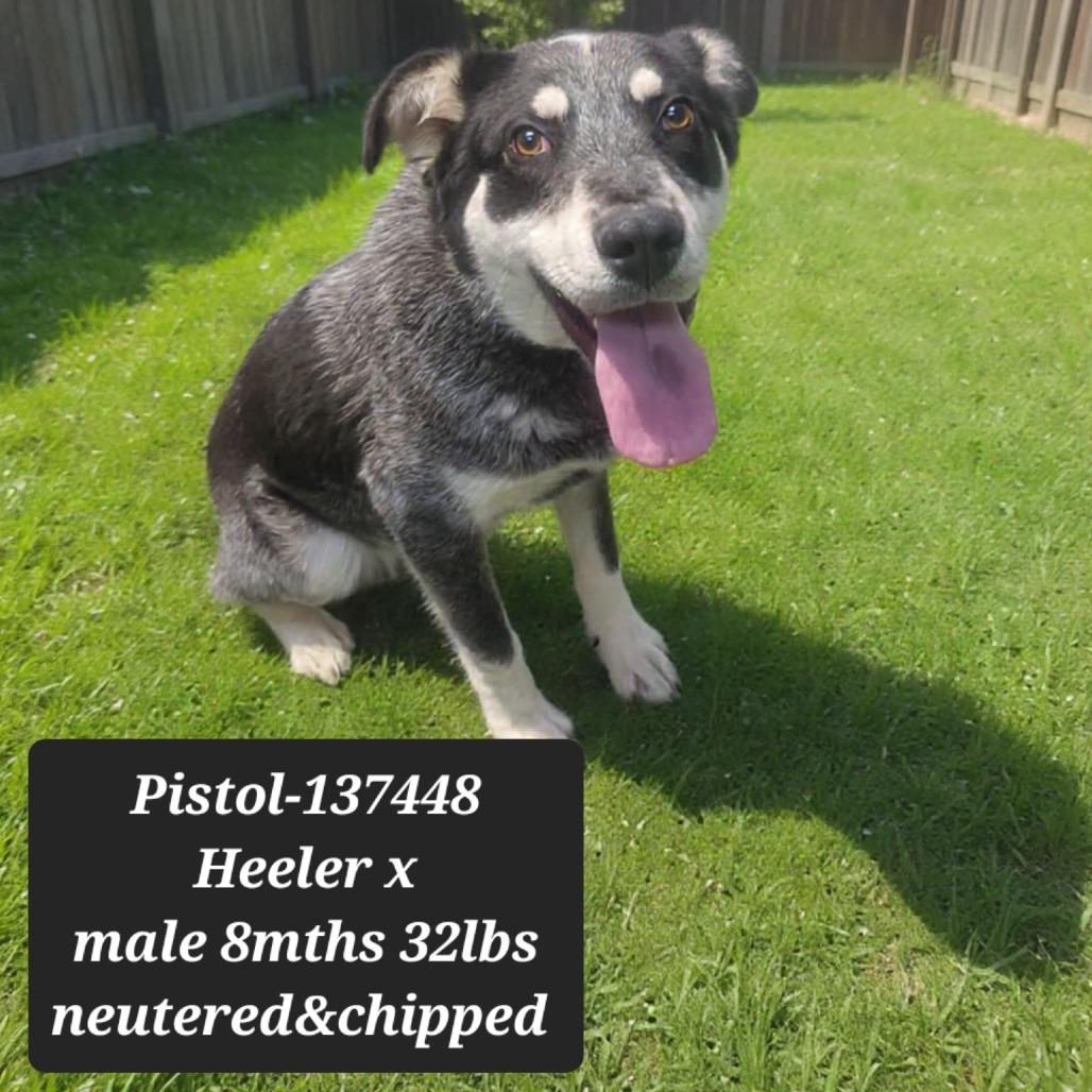 Enlarge Pistol, a Adoptable Australian Cattle Dog / Blue Heeler in New Tazewell, TN image 1/1