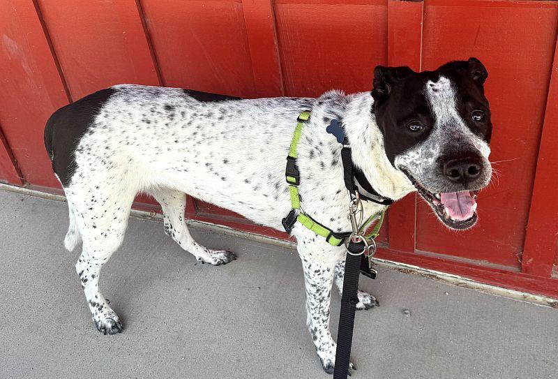Spreckels, a ADOPTABLE mixed breed in Berkeley, CA image 2/6