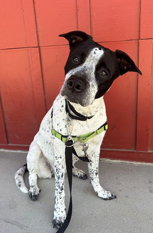 Spreckels, a ADOPTABLE mixed breed in Berkeley, CA image 3/6