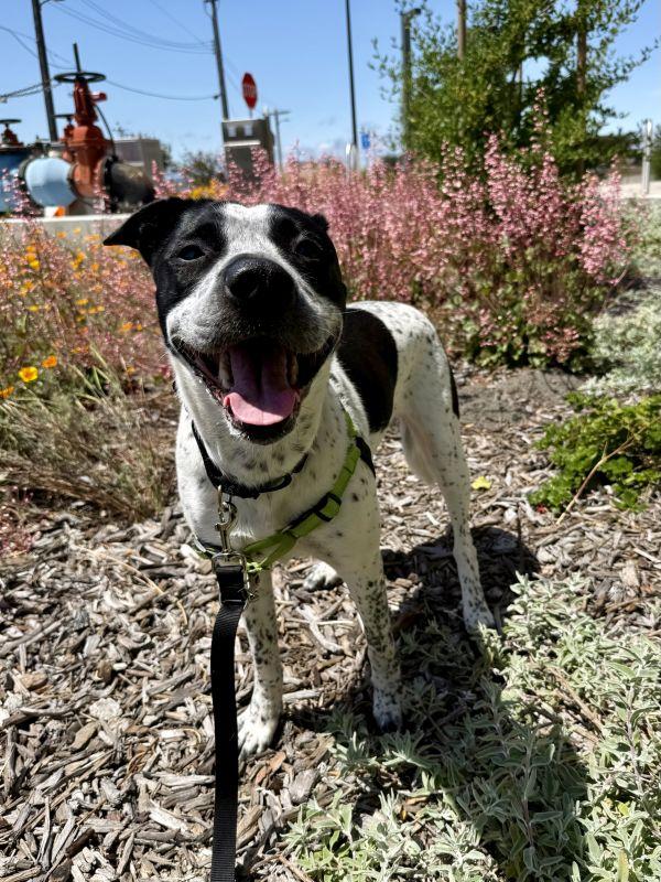 Spreckels, a ADOPTABLE mixed breed in Berkeley, CA image 4/6