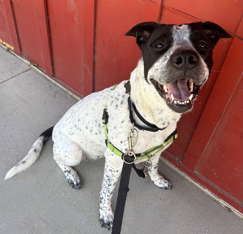 Spreckels, a ADOPTABLE mixed breed in Berkeley, CA image 1/6