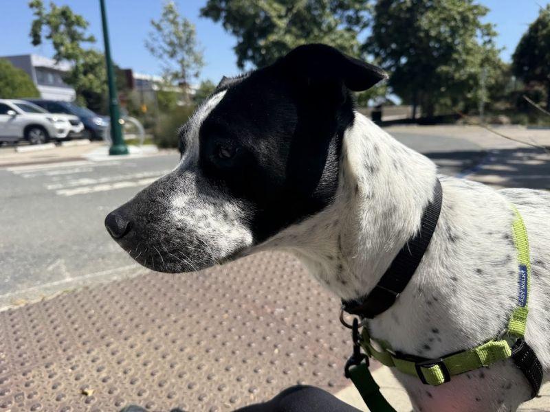 Spreckels, a ADOPTABLE mixed breed in Berkeley, CA image 6/6