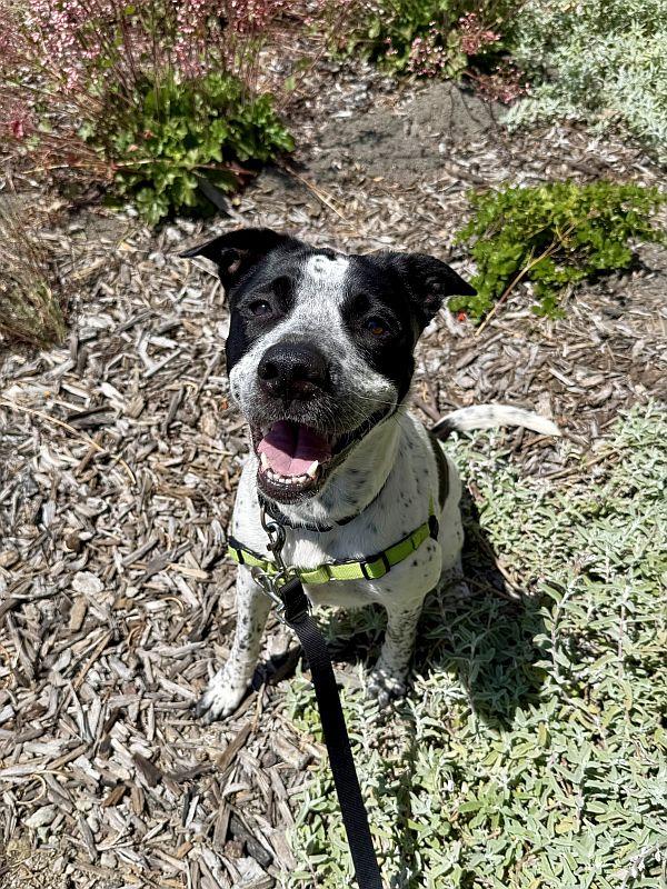 Spreckels, a ADOPTABLE mixed breed in Berkeley, CA image 5/6
