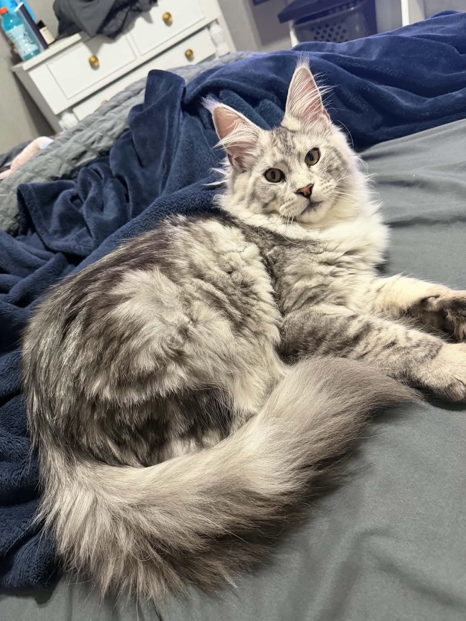 Enlarge Klaus (purebred Maine Coon) & Risi (British shorthair Lilac/lavender in color), a ADOPTABLE Maine Coon in Woodmere, NY image 4/5