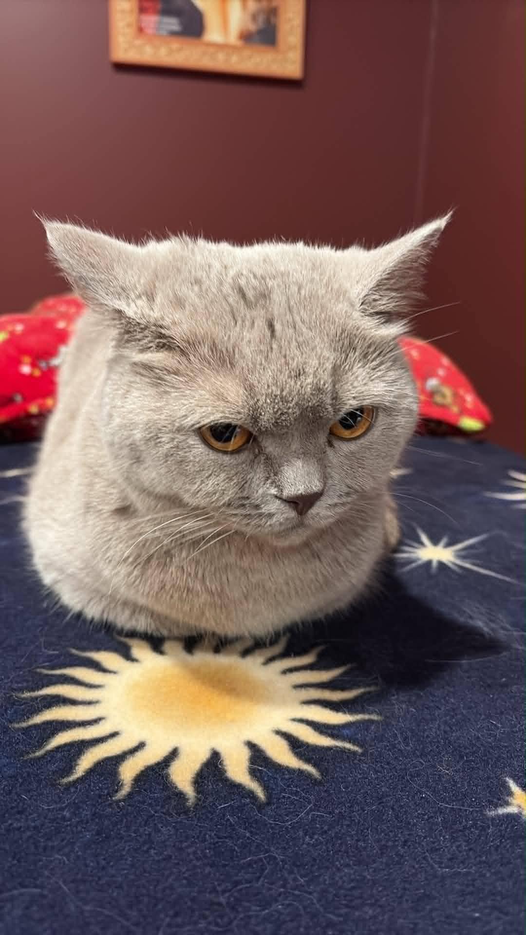 Klaus (purebred Maine Coon) & Risi (British shorthair Lilac/lavender in color), a ADOPTABLE Maine Coon in Woodmere, NY image 4/5