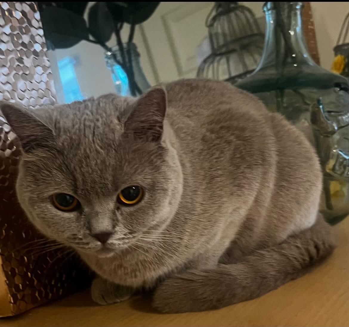 Enlarge Klaus (purebred Maine Coon) & Risi (British shorthair Lilac/lavender in color), a ADOPTABLE Maine Coon in Woodmere, NY image 5/5