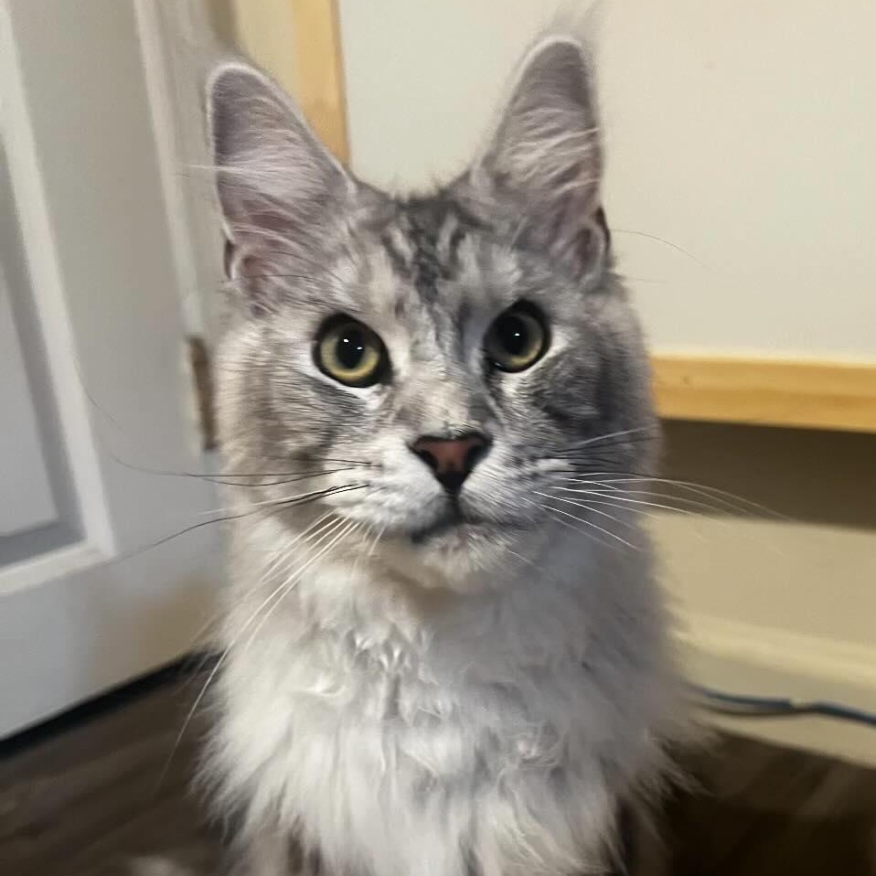Klaus (purebred Maine Coon) & Risi (British shorthair Lilac/lavender in color), ADOPTABLE, Young Male Maine Coon.