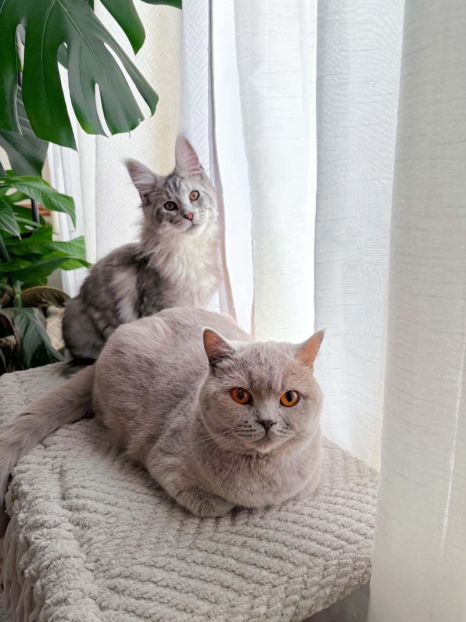 Enlarge Klaus (purebred Maine Coon) & Risi (British shorthair Lilac/lavender in color), a ADOPTABLE Maine Coon in Woodmere, NY image 3/5