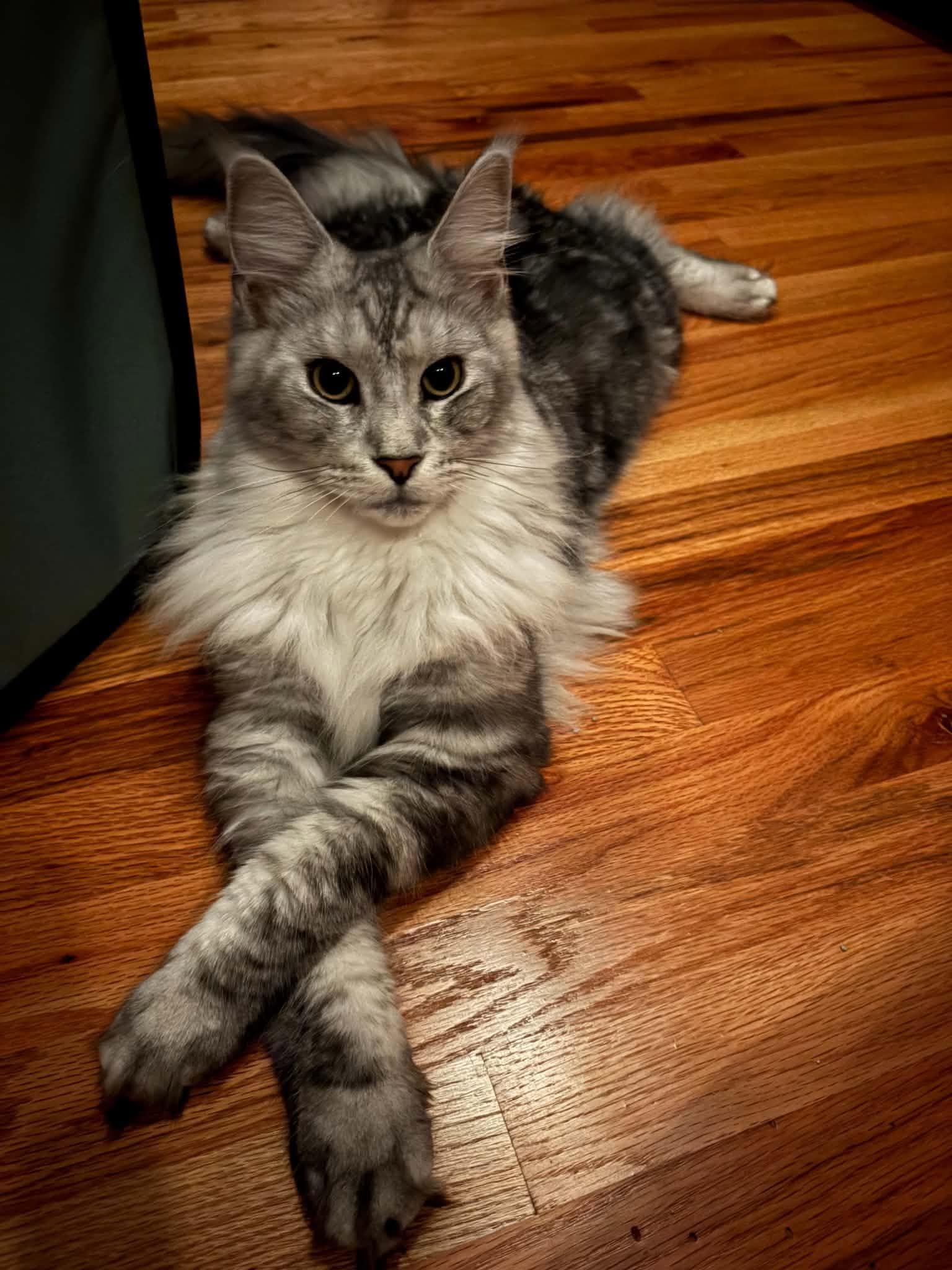 Klaus (purebred Maine Coon) & Risi (British shorthair Lilac/lavender in color), a ADOPTABLE Maine Coon in Woodmere, NY image 1/5