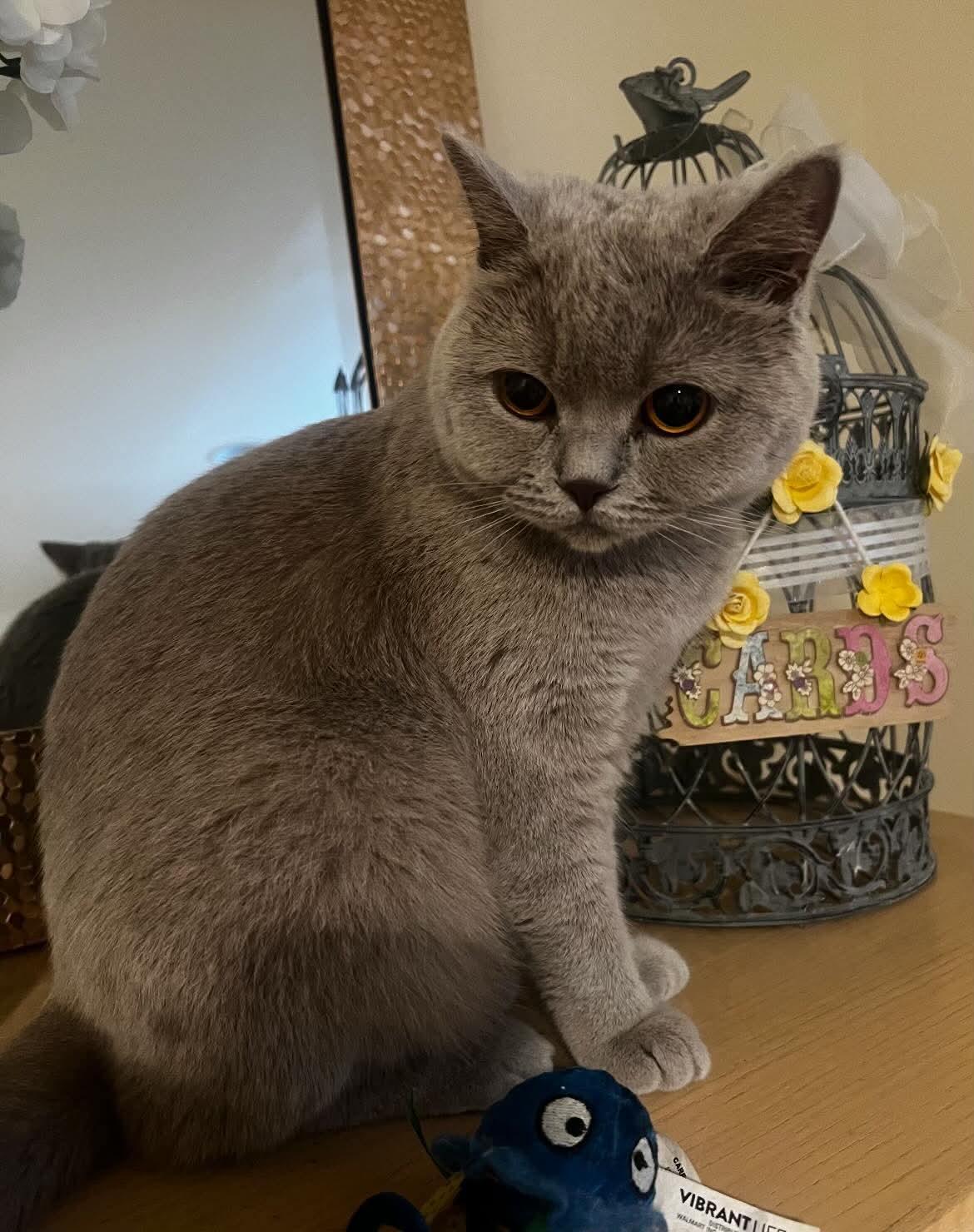 Enlarge Klaus (purebred Maine Coon) & Risi (British shorthair Lilac/lavender in color), a ADOPTABLE Maine Coon in Woodmere, NY image 2/5