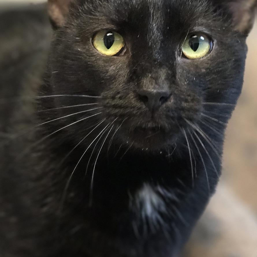 Black Onyx, Adoptable, Adult Male Domestic Short Hair.