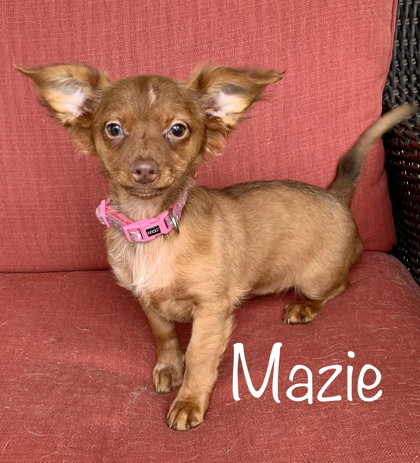 Meet Mazie * MN, Baby Female unknown