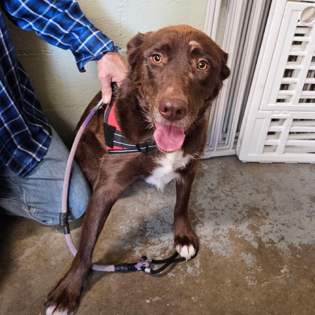 Trixie May, Adoptable, Adult Female Husky & Black Labrador Retriever.