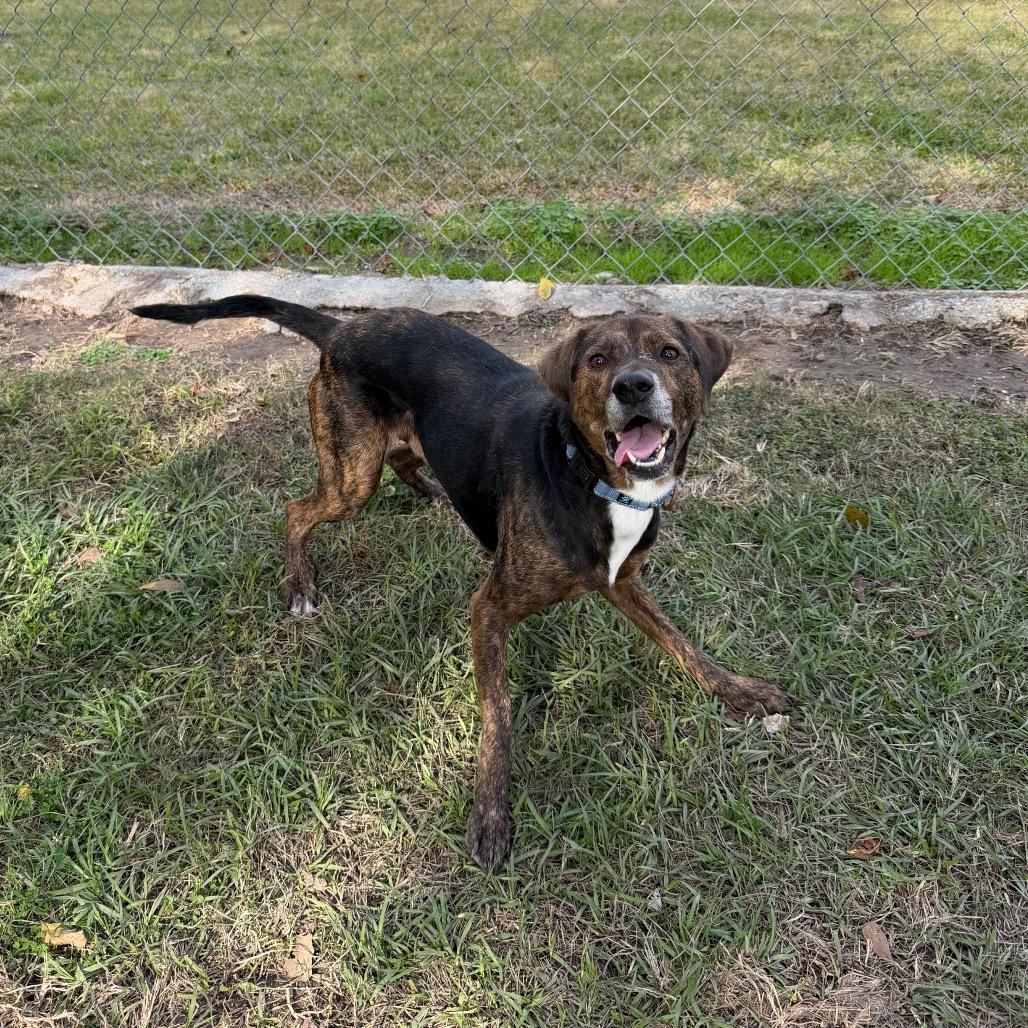 Baegum, Adoptable, Adult Male Hound.