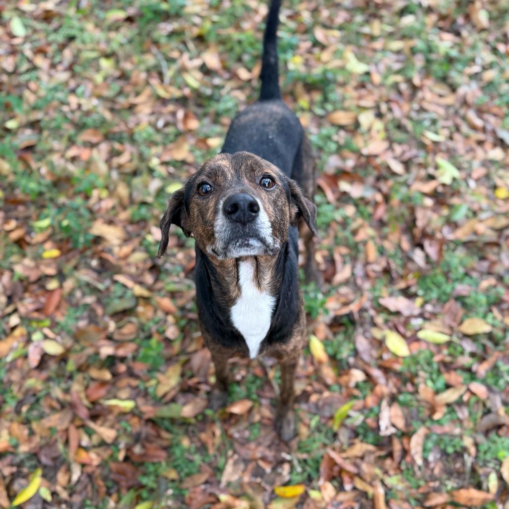 Enlarge Baegum, a Adoptable Hound in Carencro, LA image 2/4