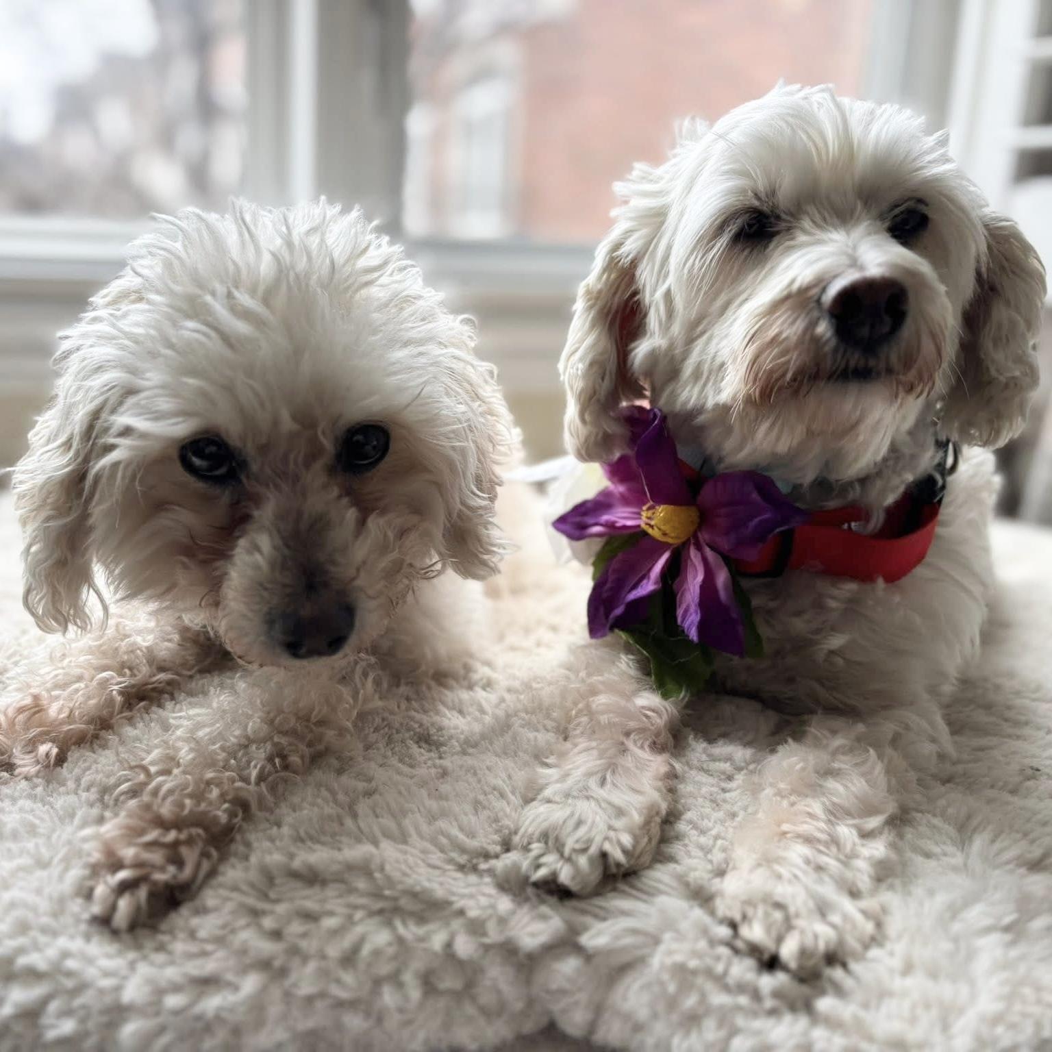Ernie & Stella, a ADOPTABLE mixed breed in Niagara Falls, ON image 1/6
