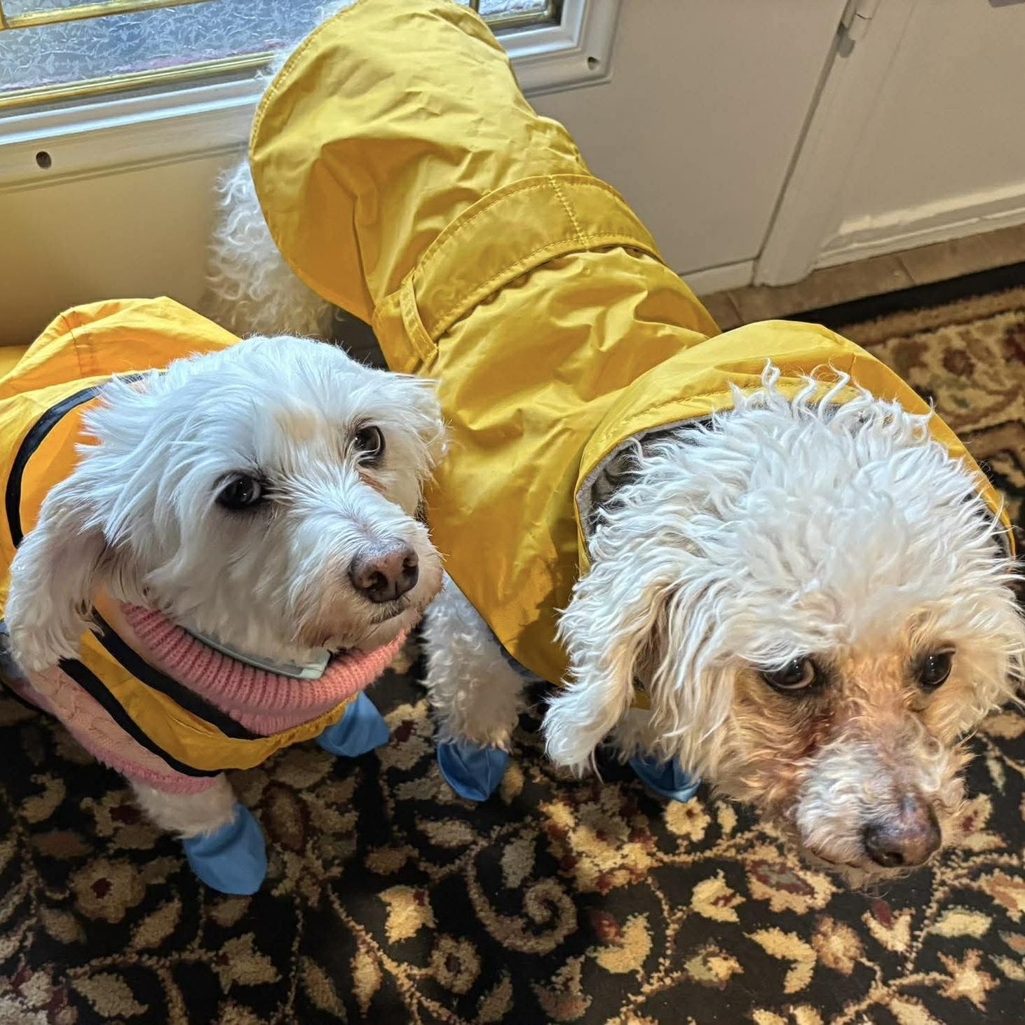 Ernie & Stella, a ADOPTABLE mixed breed in Niagara Falls, ON image 3/6