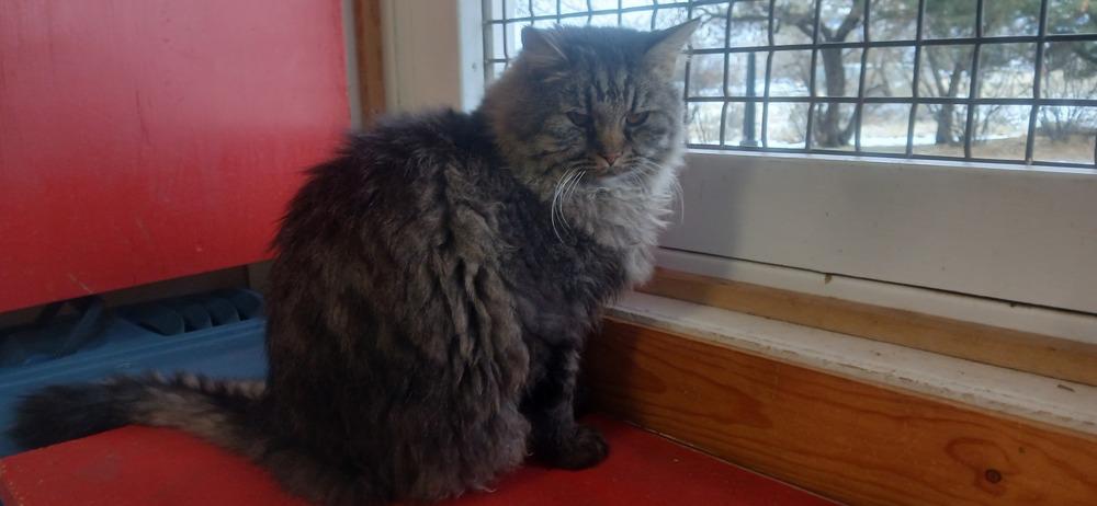 McDonald, Adoptable, Adult Male Domestic Long Hair.