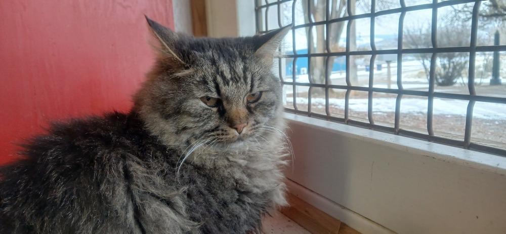 McDonald, a Adoptable Domestic Long Hair in Salmon, ID image 2/3