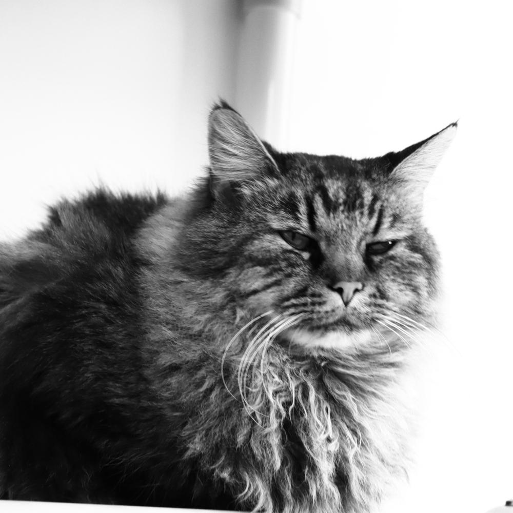 McDonald, a Adoptable Domestic Long Hair in Salmon, ID image 3/3