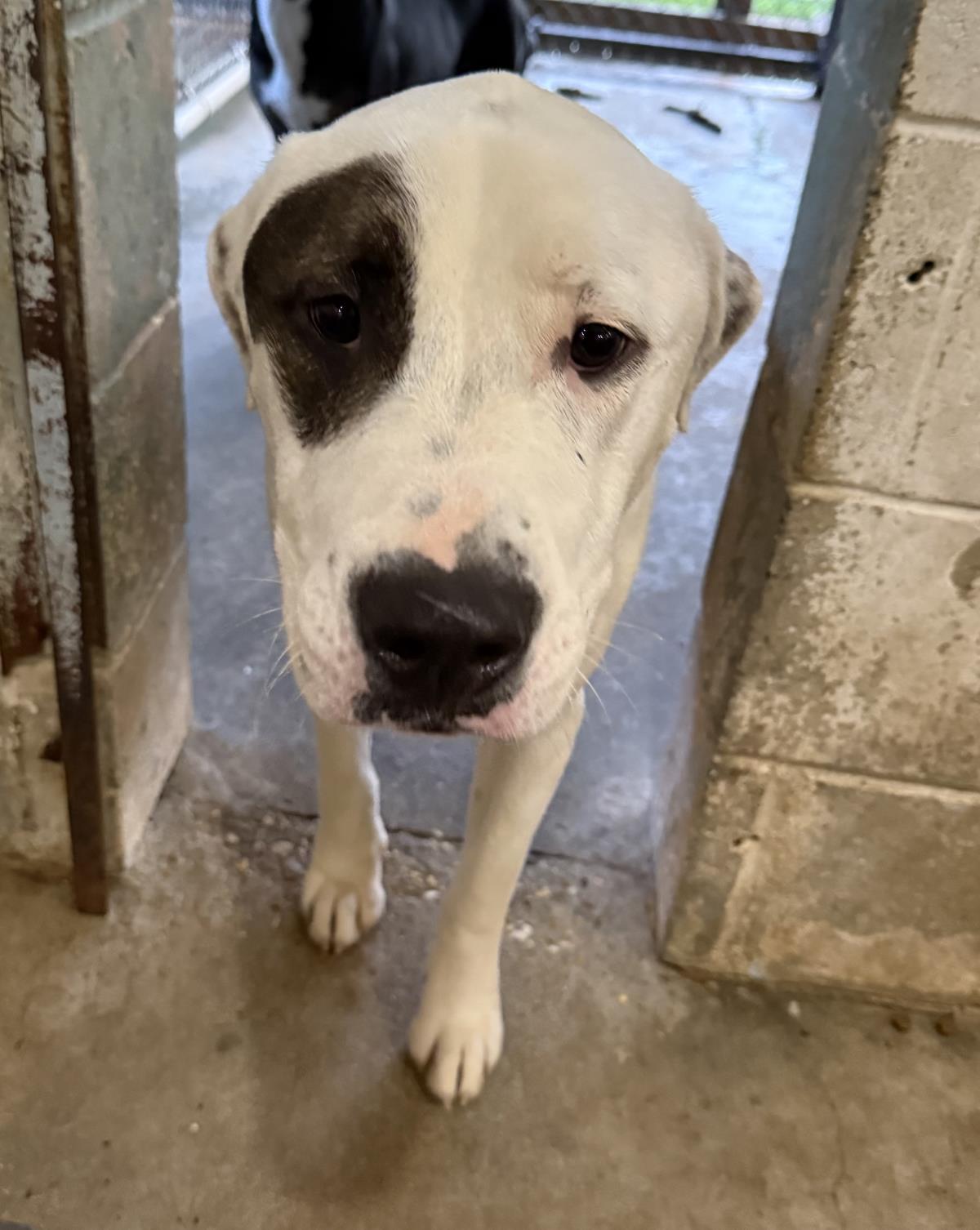 Boris, Adoptable, Young Male Labrador Retriever & Pit Bull Terrier.
