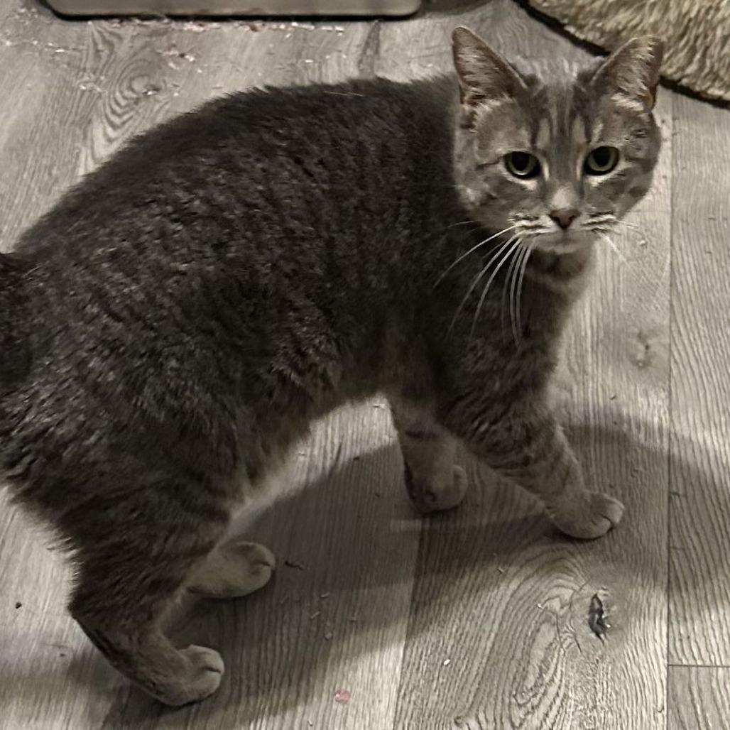 Daphne, Adoptable, Adult Female Domestic Short Hair.