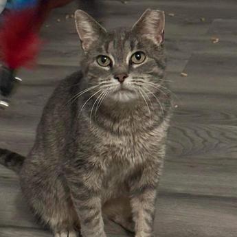 Enlarge Daphne, a Adoptable Domestic Short Hair in Medina, OH image 2/4