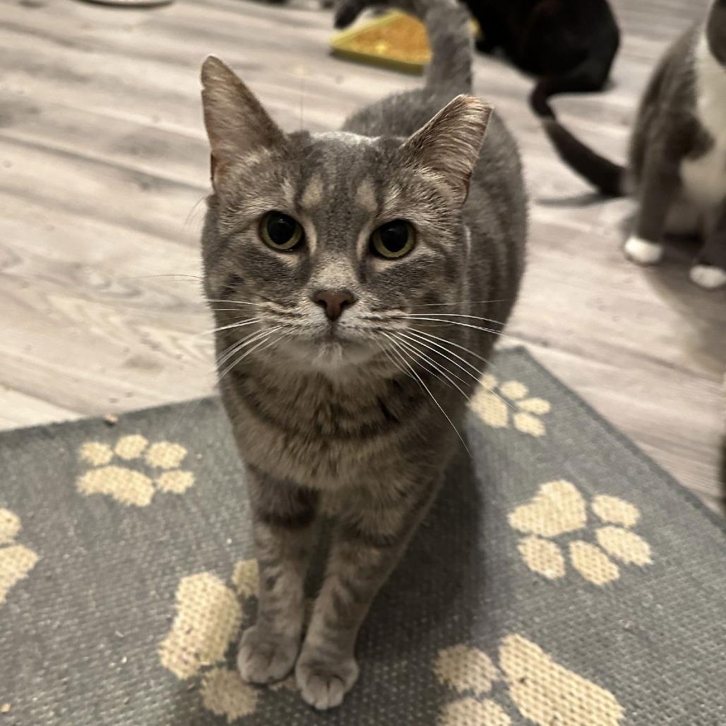 Enlarge Daphne, a Adoptable Domestic Short Hair in Medina, OH image 3/4