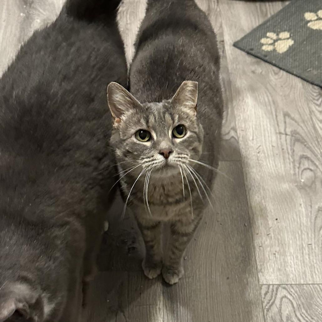 Enlarge Daphne, a Adoptable Domestic Short Hair in Medina, OH image 4/4