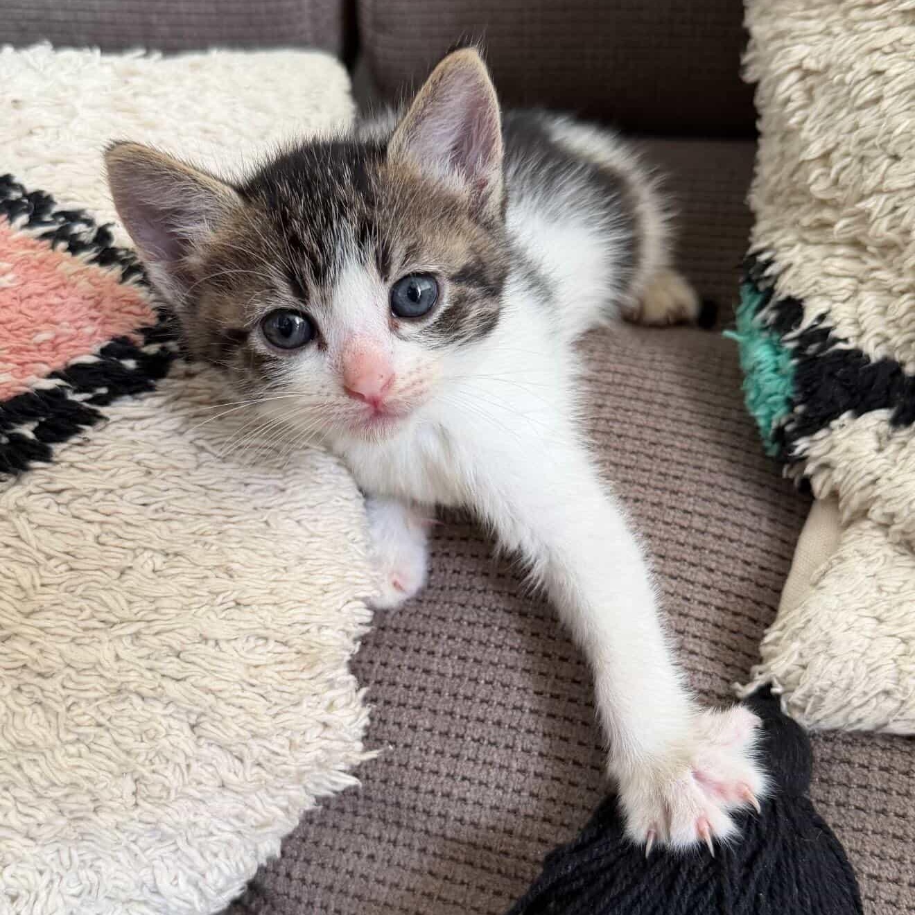 Jet , a ADOPTABLE Domestic Short Hair in Honolulu, HI image 1/4
