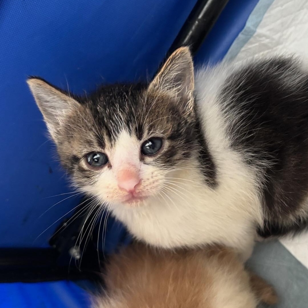 Jet , a ADOPTABLE Domestic Short Hair in Honolulu, HI image 2/4